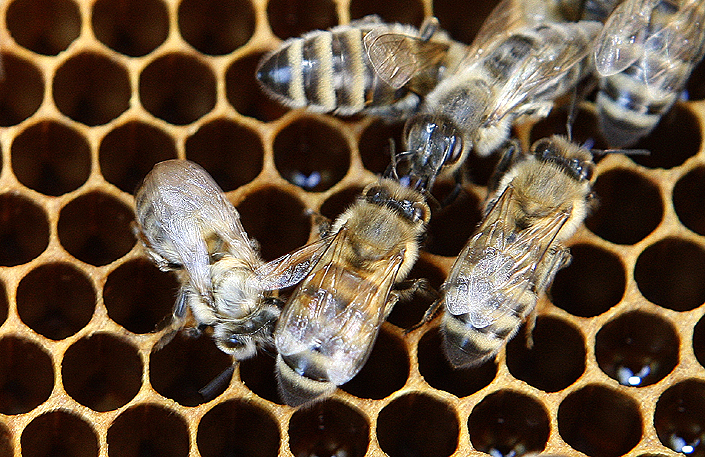 Testē unikālu autonomās biškopības risinājumu