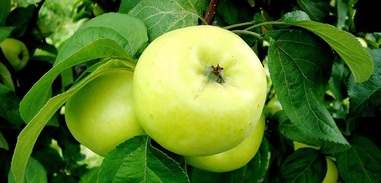 Саженцы яблони антоновка