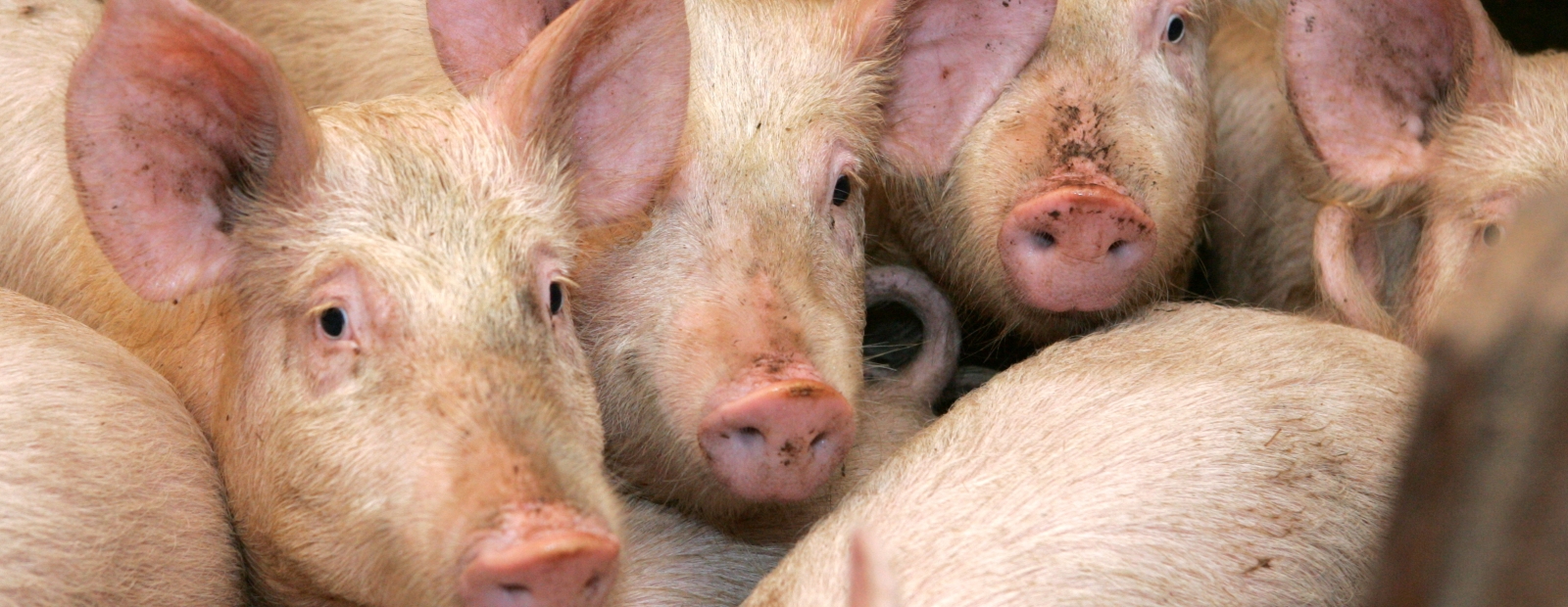 Среди свиней. Африканская чума свиней эпизоотология. Свиньи. Стадо свиней. КРС свиньи.
