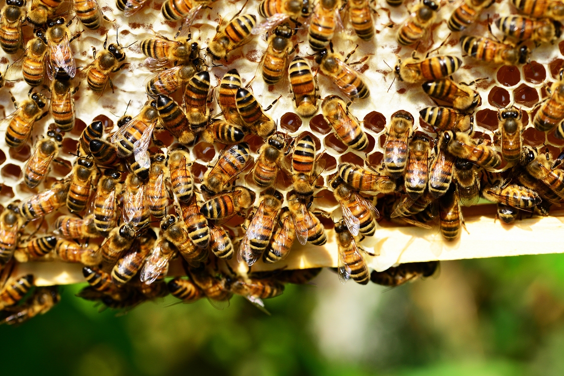 Izstrādāts inovatīvs risinājums bišu dravu attālinātam monitoringam