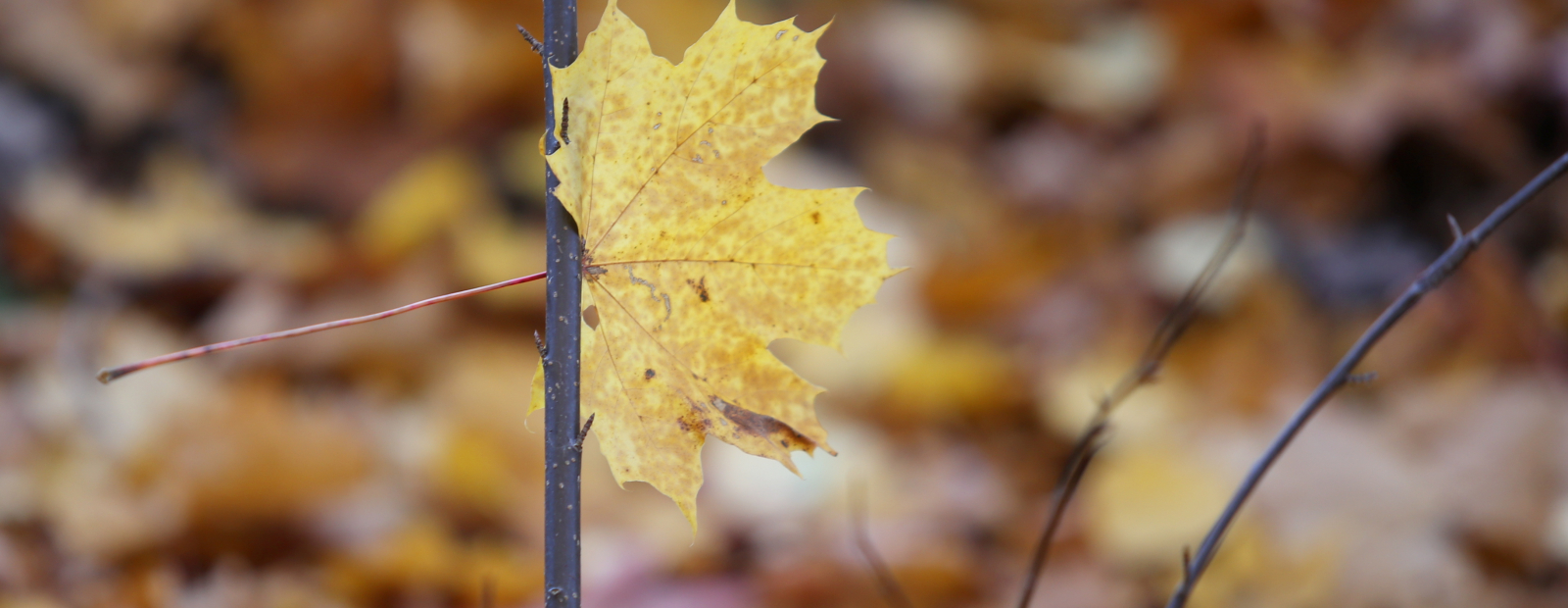 On Friday it will rain briefly, the gusts of wind will blow and the sun / Day will shine