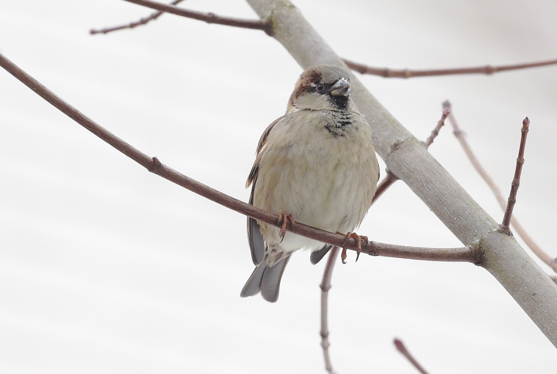 Ziemassvētkos būs jāiztiek bez ziemai raksturīga laika