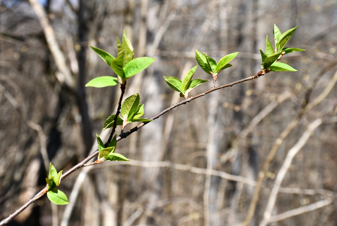 Nākamnedēļ laiks kļūs siltāks