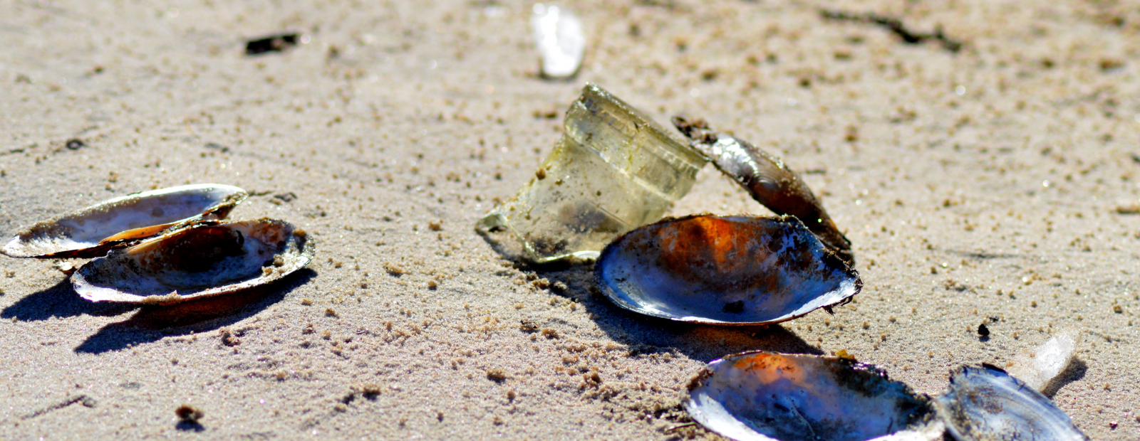 High penalties for tourists stealing sand and shells on Sardinian beaches / Day