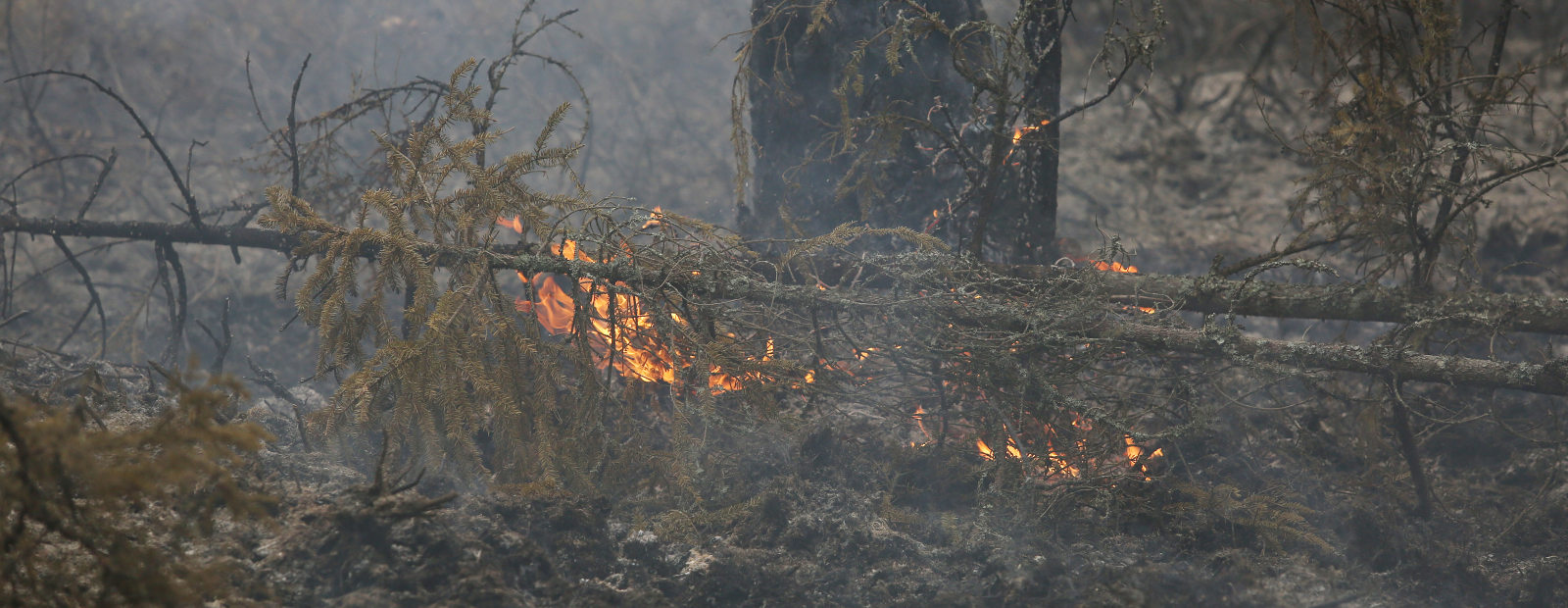 This year, the SFS has registered 40 forest fires / Day