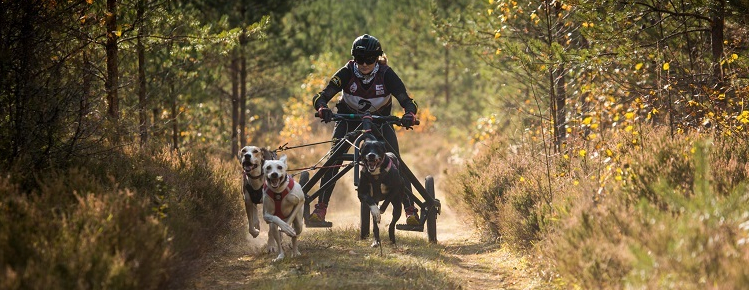 Stage PK i sledehundsport fra siden av Orc / Day