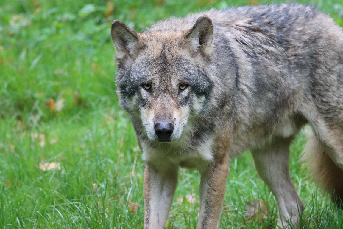 EP changed wolf protection status from « firmly protected » to « protected » / day