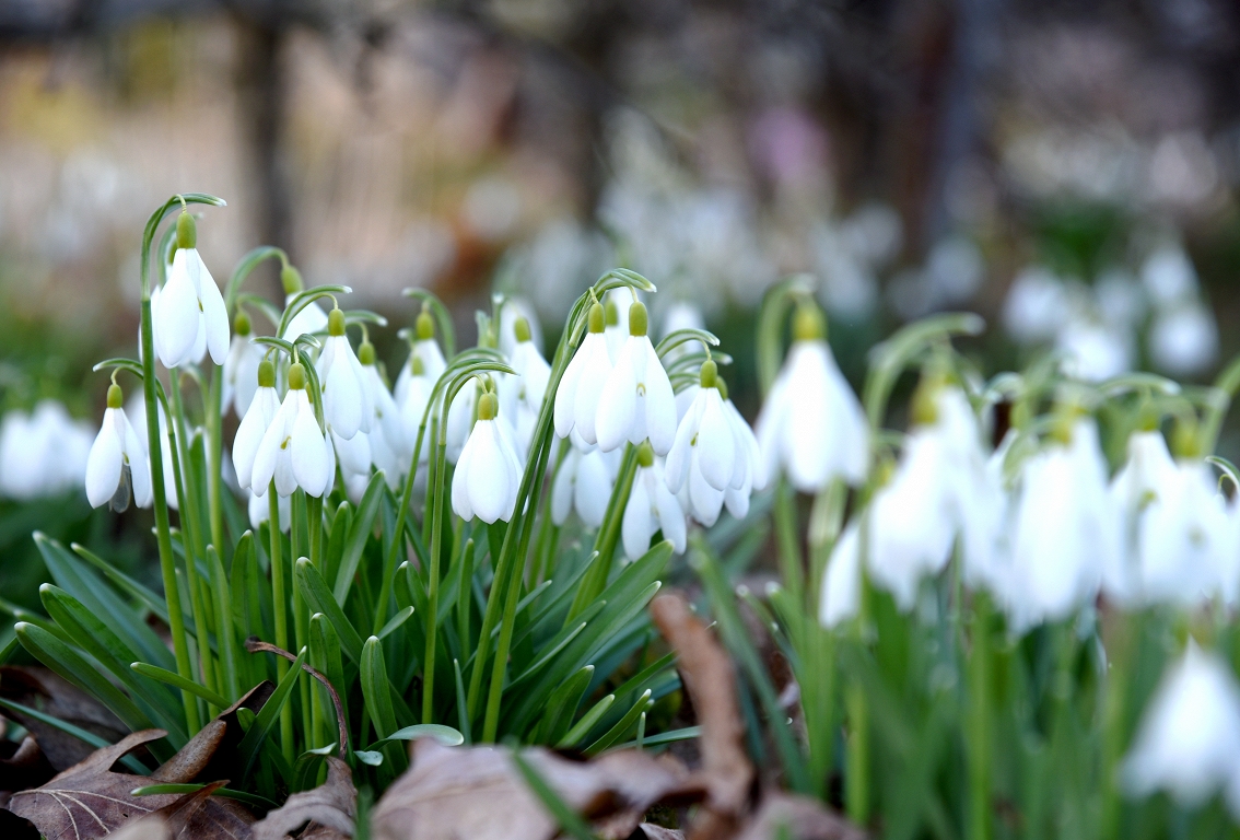 Marta pirmo pusi prognozē sausu
