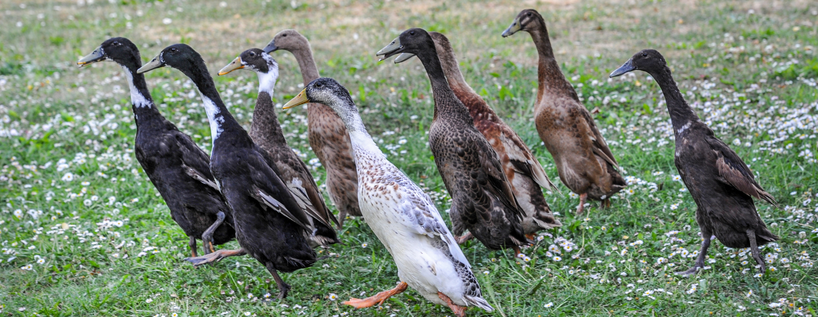 Indian Mallards: A Natural Solution for Fighting Spanish Slugs in Gardens