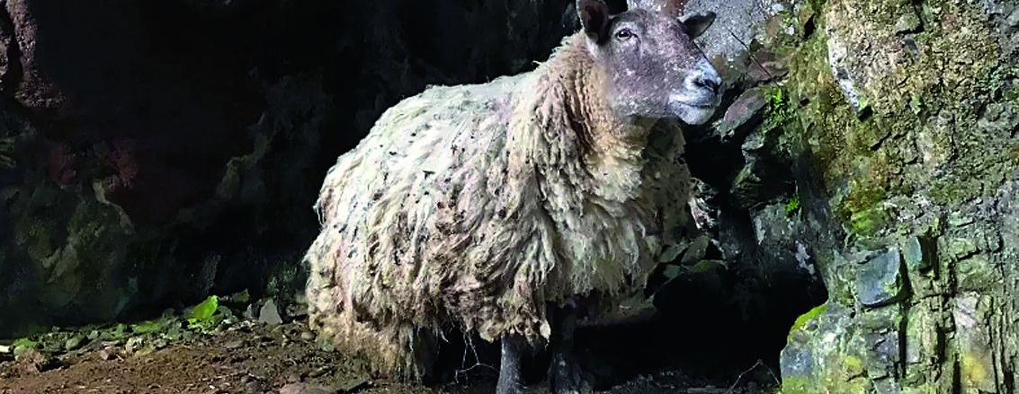 Fiona the Loneliest Sheep Finds Home after Two Years in Isolation