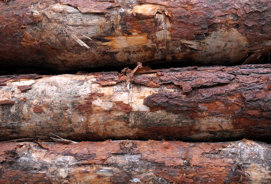 Saeima noraida ZZS rosinājumu samazināt galvenās cirtes vecumu virknei koku sugu