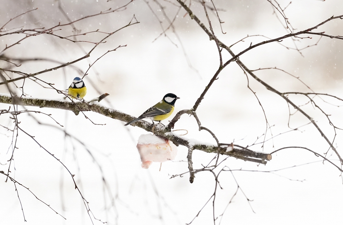 Arī nakts uz otrdienu daudzviet Latvijā būs aukstāka par -20 grādiem