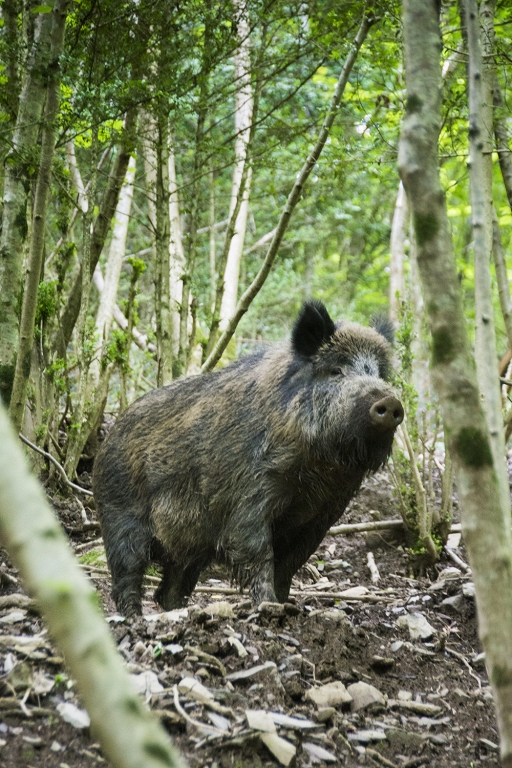 African swine fever was found last week for seven wild boar / day
