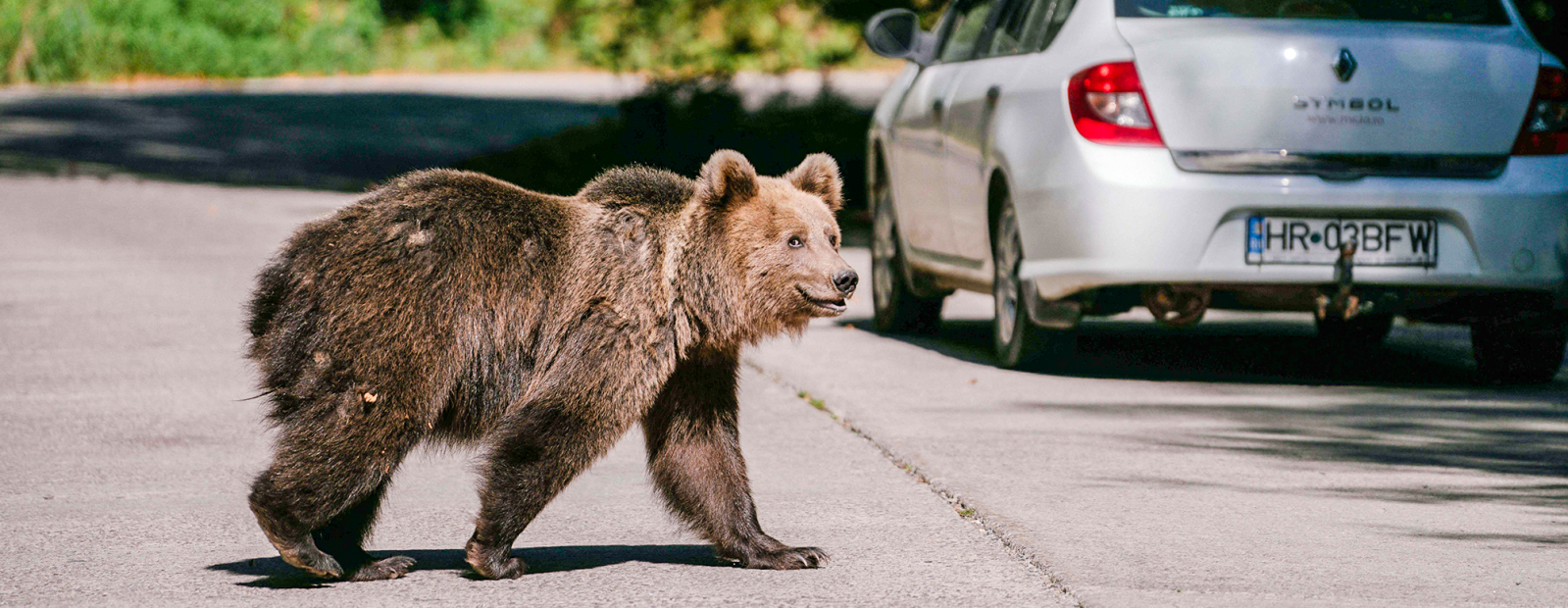 Twice as many bears can be allowed to be hunted in Romania / Day