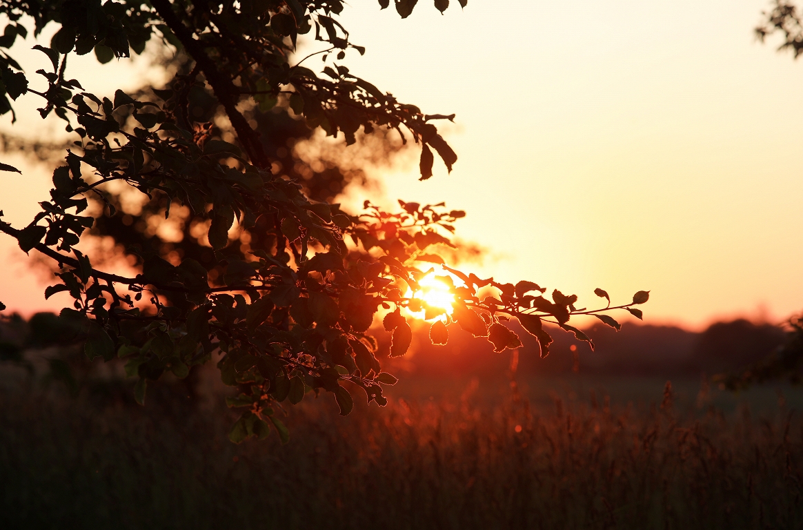 There will be summer solstice / day in a week