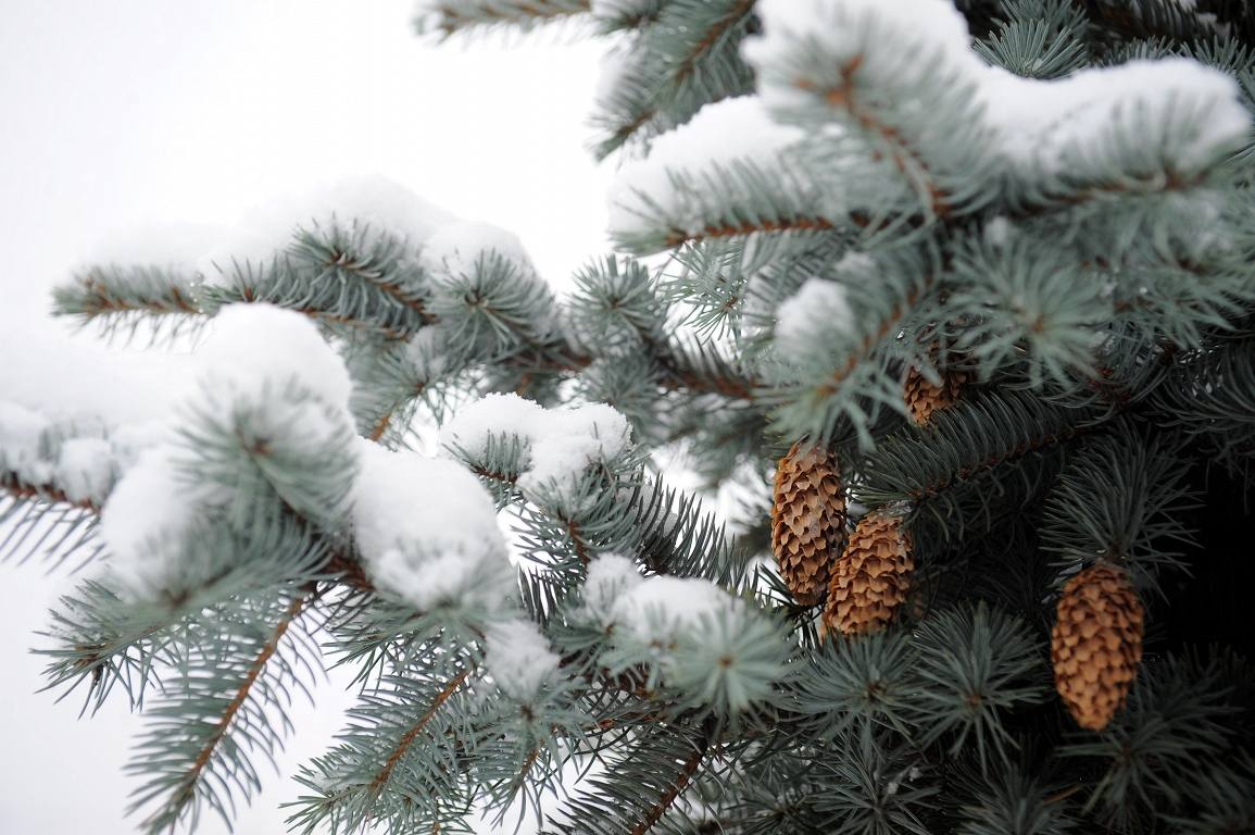 Biezākā sniega sega Ziemassvētkos bija 1981. gadā