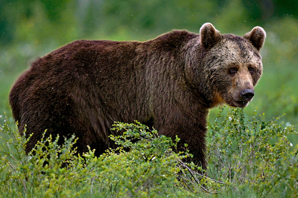 There is no reason to allow Latvia to start hunting for brown bears / day