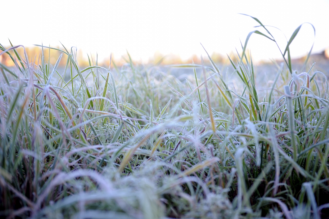 Naktī ziemeļaustrumu novados gaisa temperatūra pazemināsies līdz -2 grādiem
