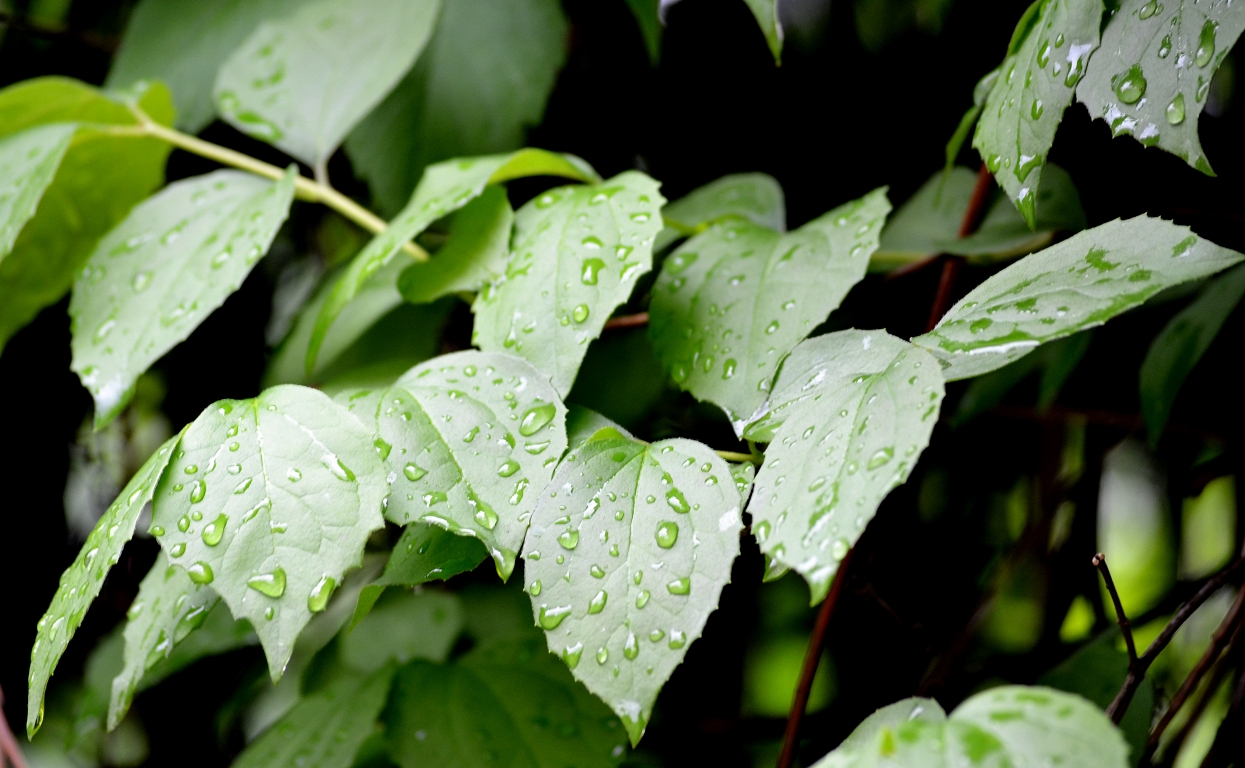 New Week is still expected to be wet time / day