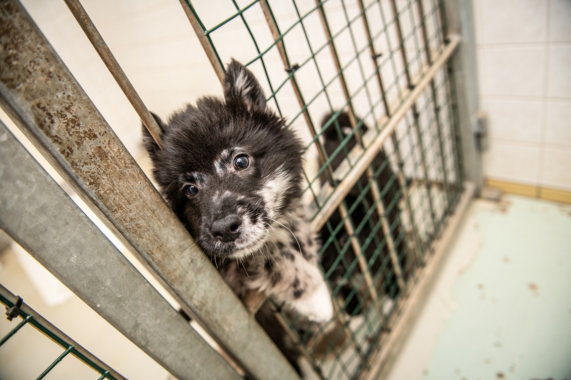 Need a special animal rescue service / day