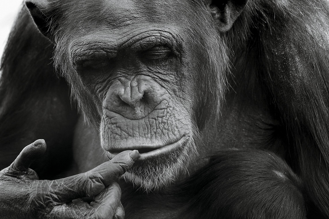Filmed chimpanza collective intoxication / day