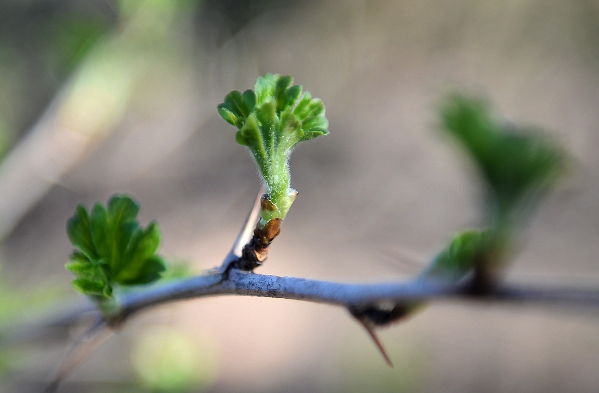 Sestdiena būs visai saulaina
