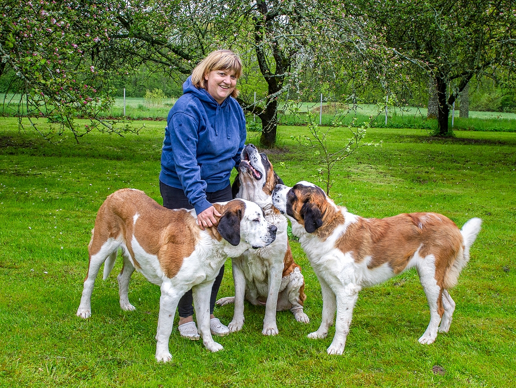 Gentle Swiss Giants with Ram Mind and Sensitive Heart / Day