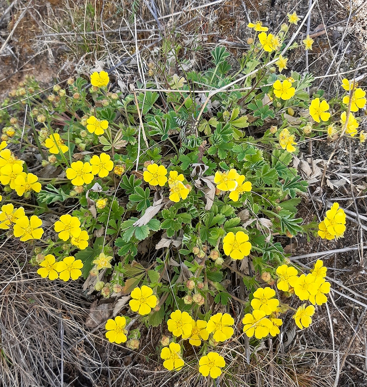 Rare bright yellow / day