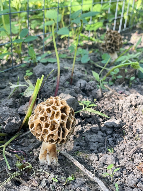 Spring mushroom time / day