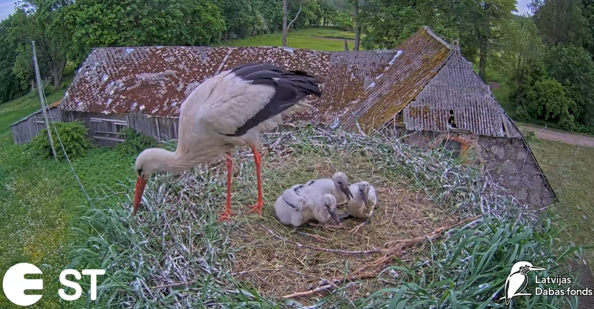 In the live white stork nest on the live broadcast, three new poultry / day continue to grow