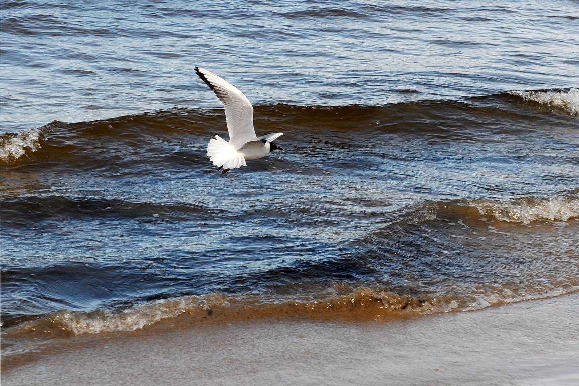 Ceturtdien pūtīs brāzmains vējš un vietām līs
