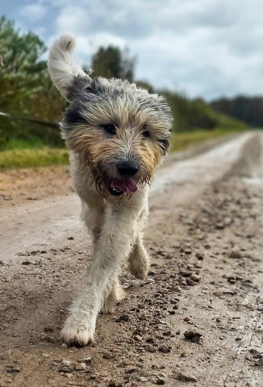 FOTO: Patriks, Vulfijs, Odrija un citi ķepaiņi meklē siltas mājas