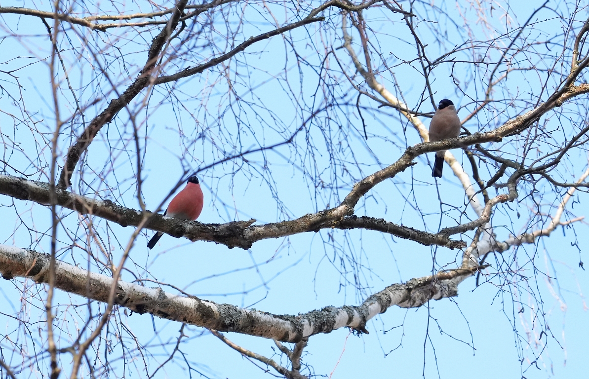Ceturtdien valsts austrumos līs, Kurzemē pūtīs brāzmains vējš