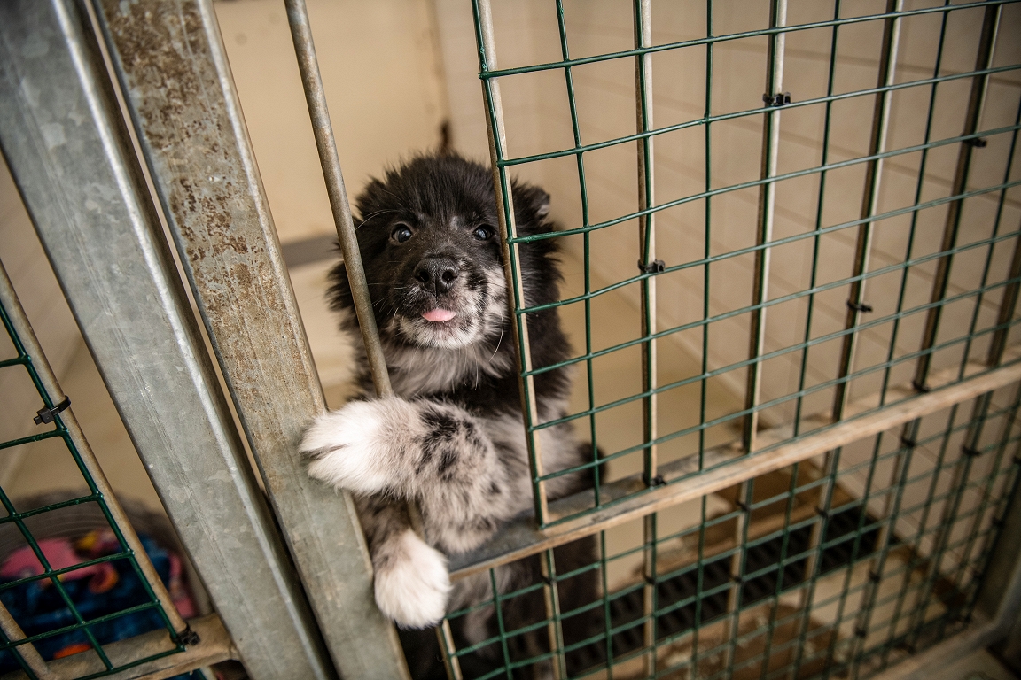 Klaiņojošu dzīvnieku problēma nemazinās