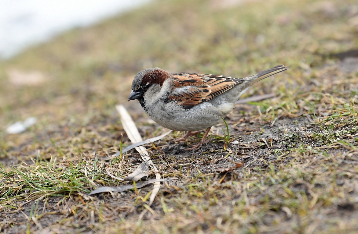 Nākamā nedēļa sāksies ar mākoņainu laiku