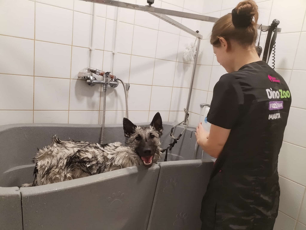 Kā “Dino Zoo Pasaule” suņu un kaķu frizētava atvieglos pavasara spalvu mešanu un ietaupīs Tavu laiku