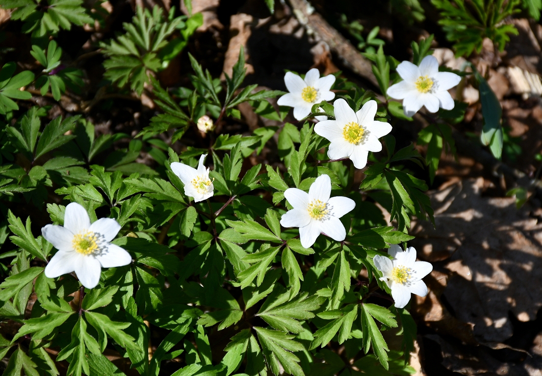Trešdien Latvijā gaiss sasils līdz +18 grādiem