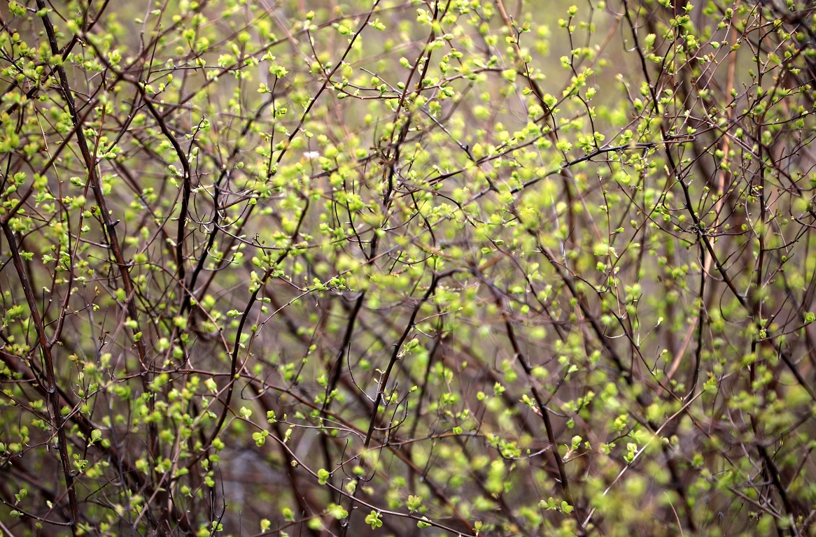 Nedēļas nogalē gaidāms pārsvarā sauss un saulains laiks