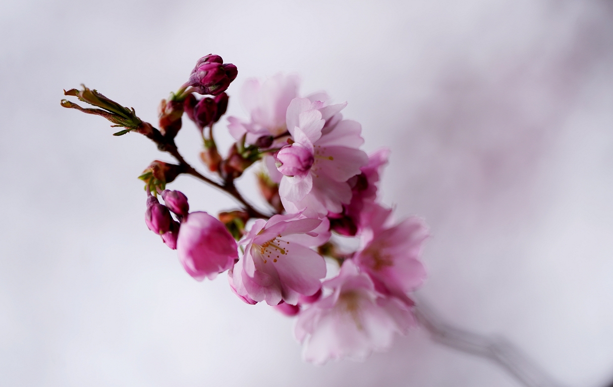 Nedēļas horoskops 24.-30. aprīlim