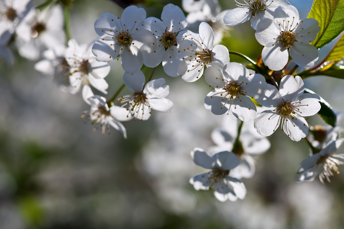 Nedēļas horoskops: 10. - 16. aprīlis