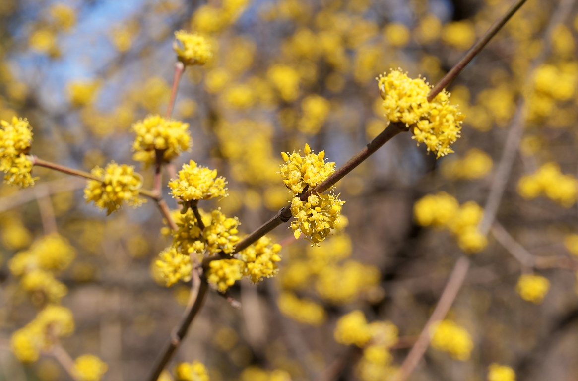 Tuvākajās dienās gaiss lēnām iesils un būs maz nokrišņu