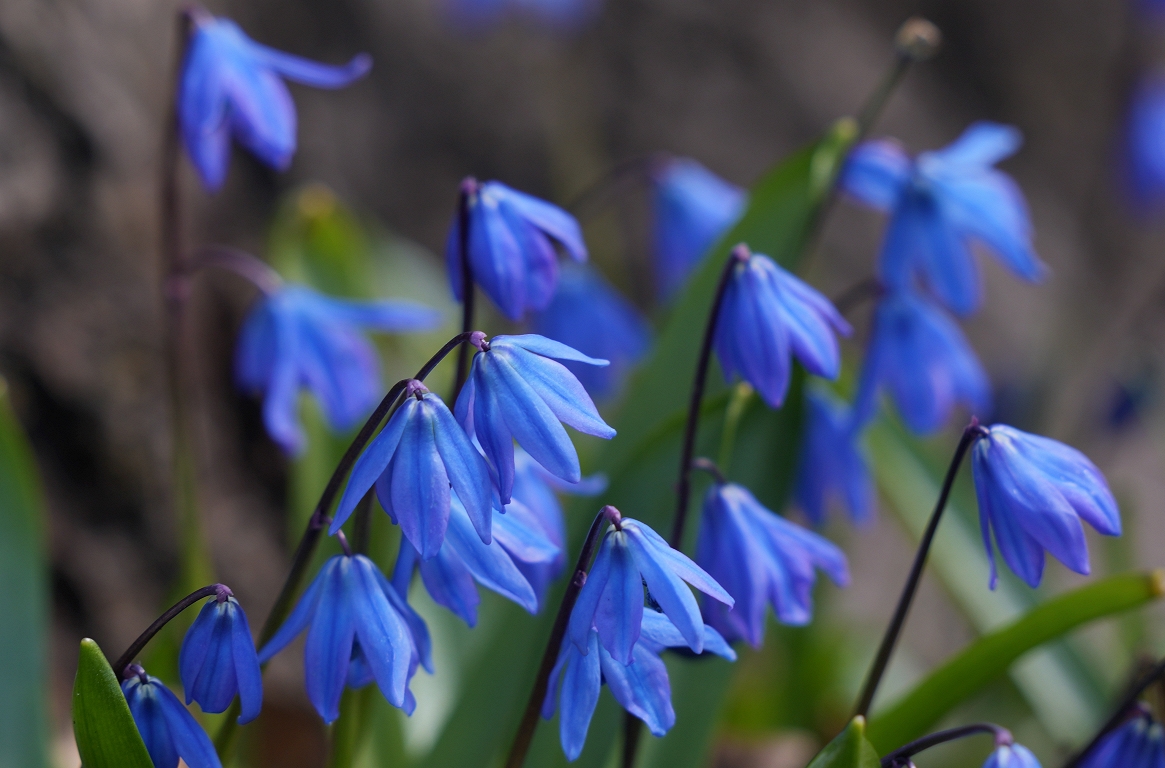 Piektdiena būs pārsvarā saulaina