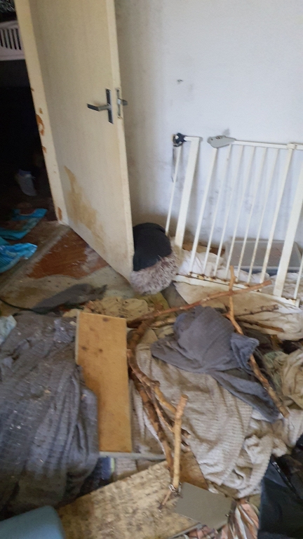 Dzīvoklī Imantā likumsargi konstatē 27 novārgušus kaķus un dzīvnieku mirstīgās atliekas